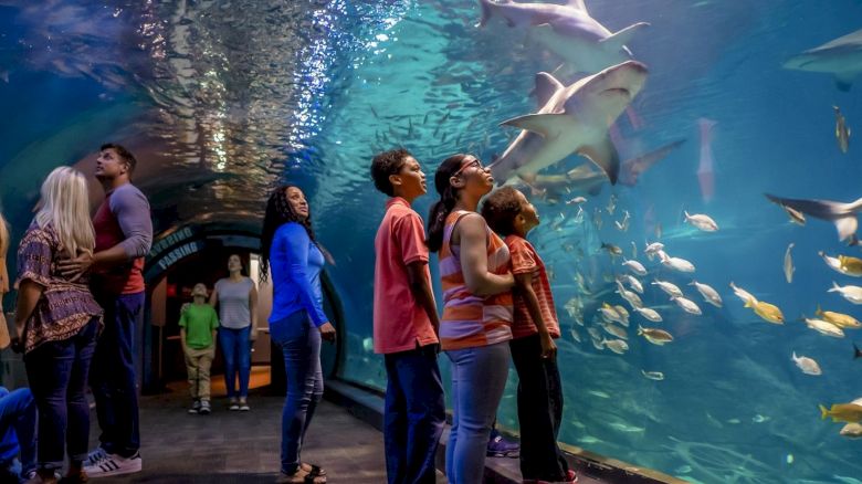People are walking through an underwater tunnel in an aquarium, observing sharks and other fish swimming above and around them.