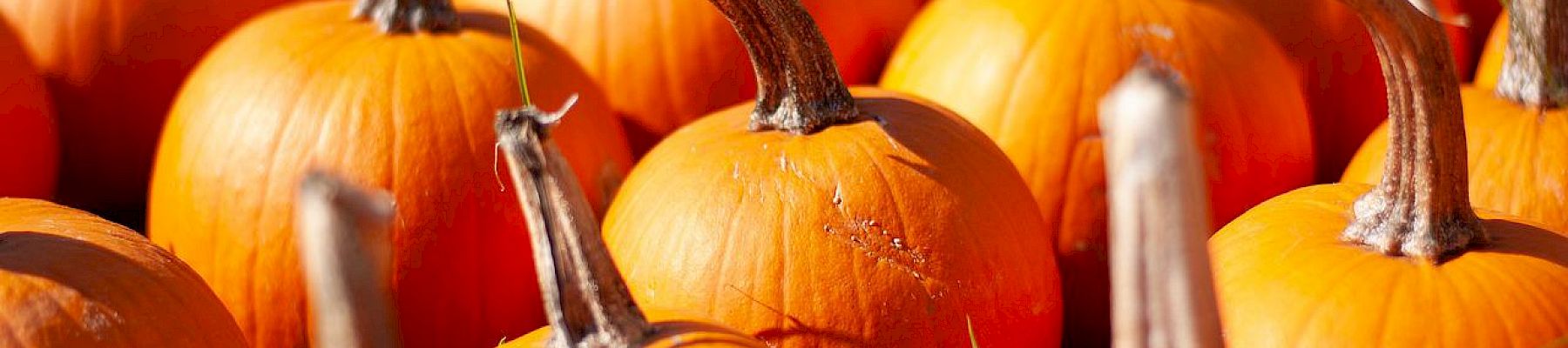 The image shows a group of orange pumpkins with long stems, arranged closely together, likely in a pumpkin patch or a market setting.