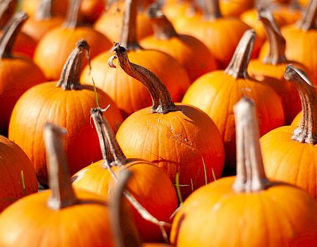 The image shows a group of orange pumpkins with long stems, arranged closely together, likely in a pumpkin patch or a market setting.