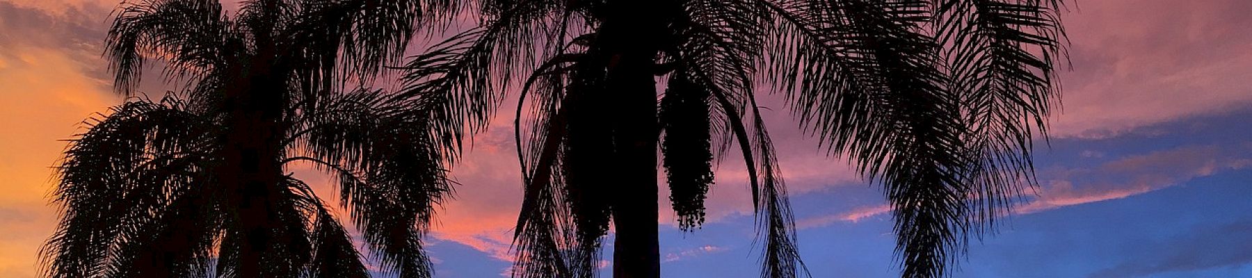 The image shows a scenic view of palm trees silhouetted against a colorful sunset over a calm body of water, creating a serene atmosphere.