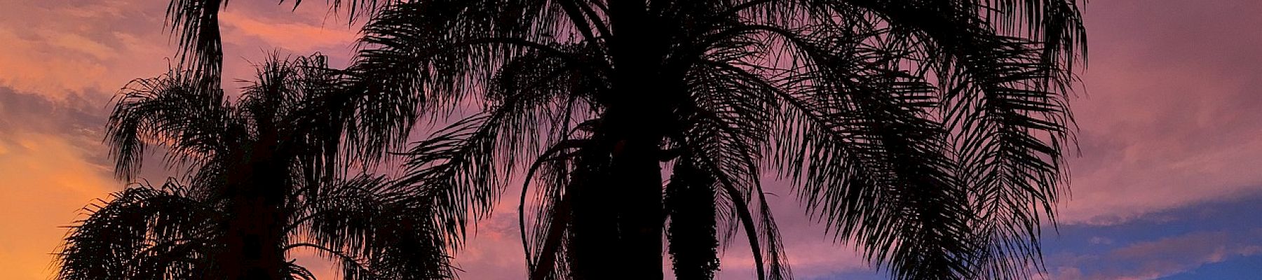 The image depicts a scenic sunset view with colorful skies, silhouetted palm trees, and a calm body of water reflecting the vibrant colors of the sky.