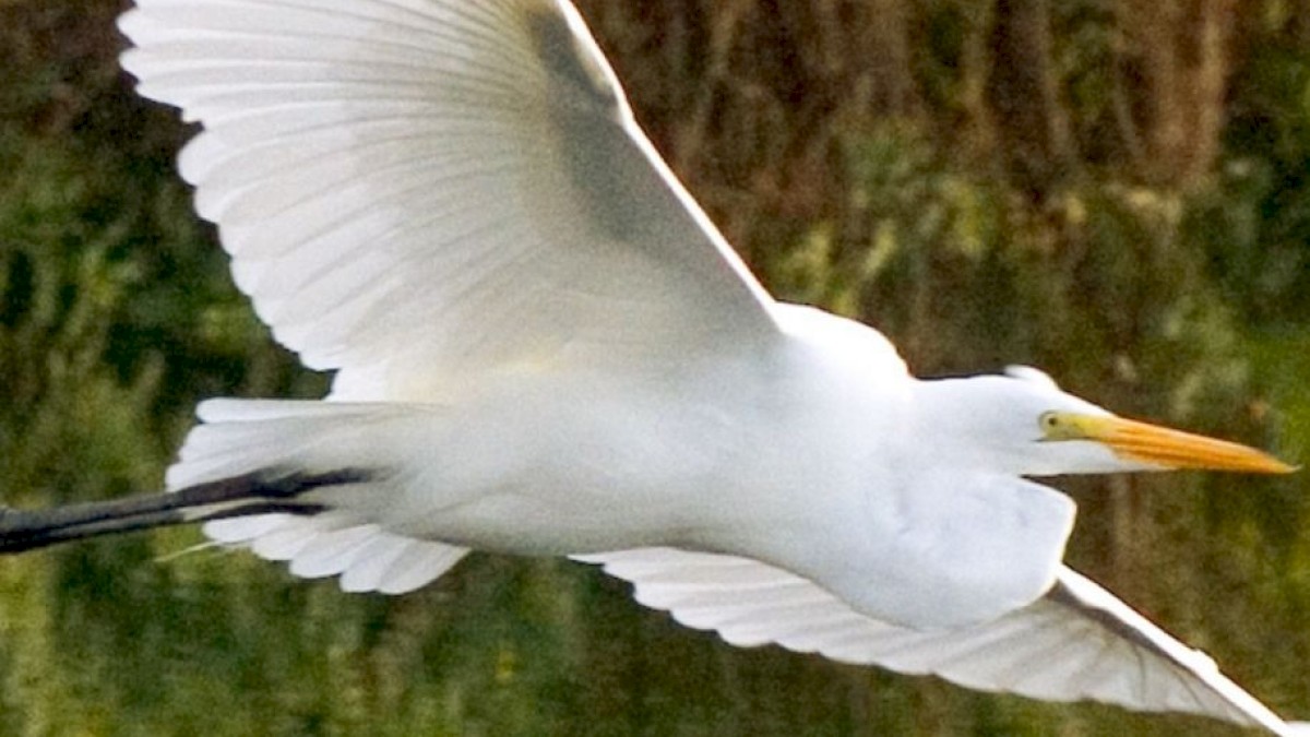 The image shows a white heron with outstretched wings flying over a body of water, with trees and vegetation in the background.