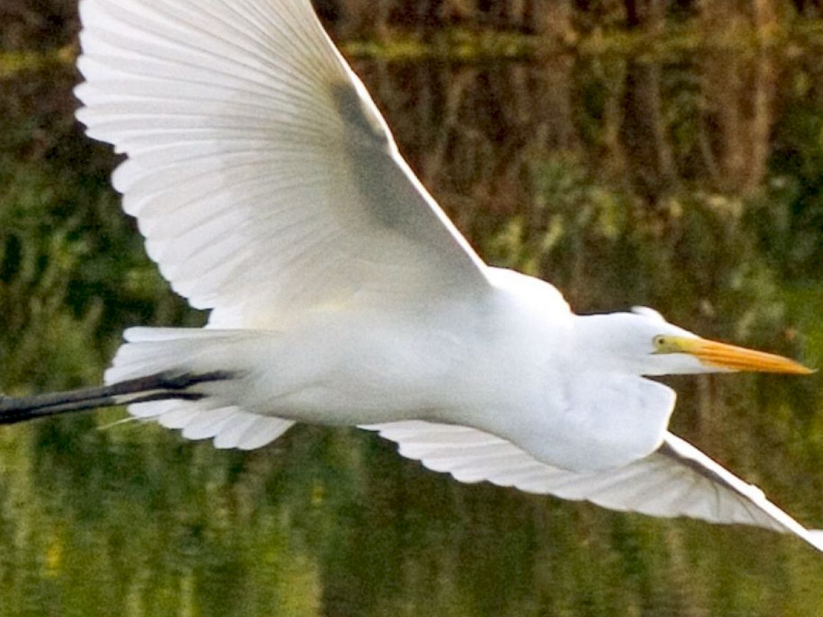 The image shows a white heron with outstretched wings flying over a body of water, with trees and vegetation in the background.