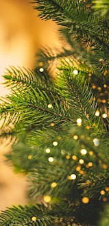 This image shows a close-up of a decorated Christmas tree with twinkling lights. More trees can be seen blurred in the background, adding to the festive feel.