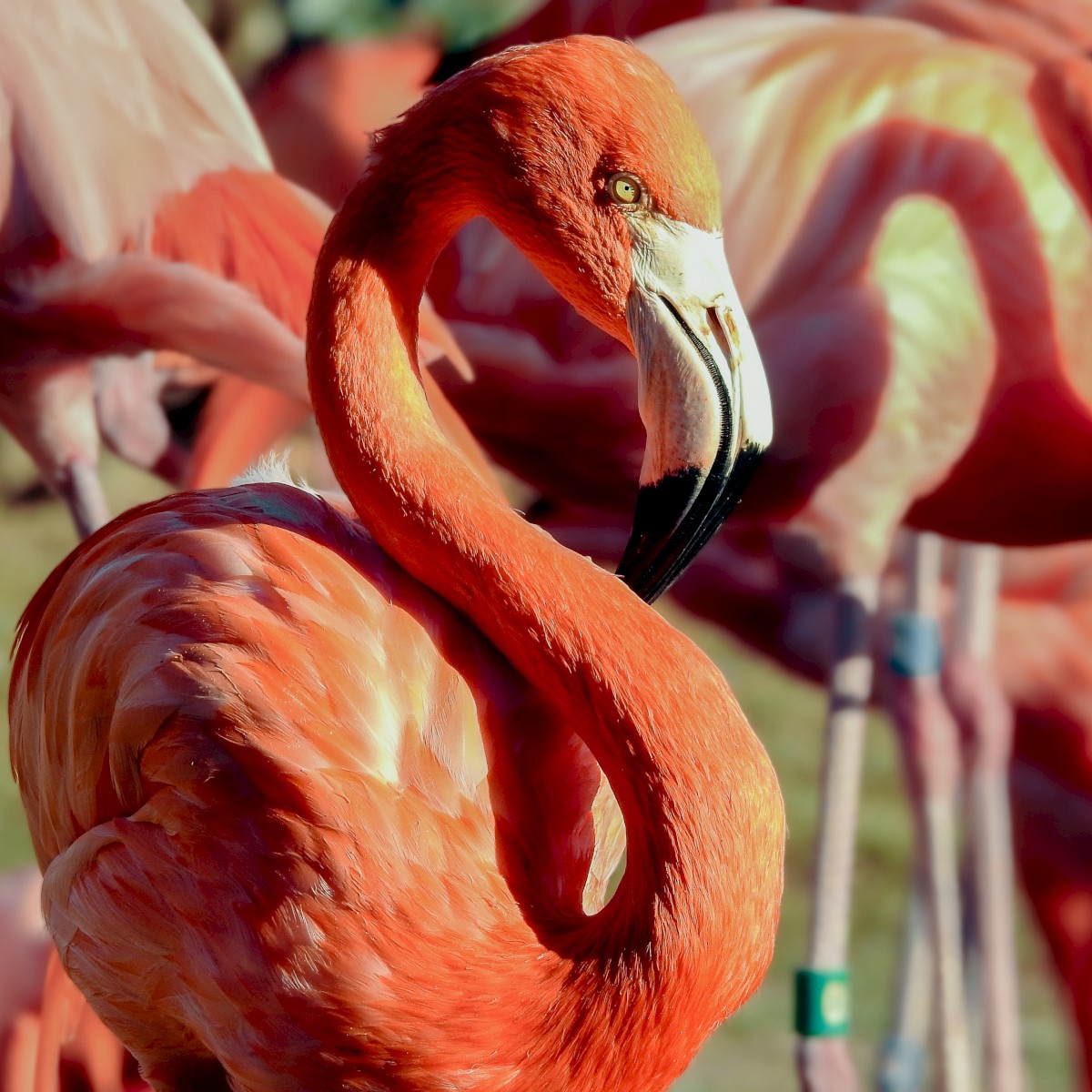 A group of pink flamingos standing together, with one prominently in the foreground displaying its vibrant plumage and curved neck.