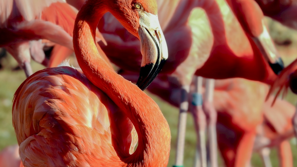 A group of pink flamingos standing together, with one prominently in the foreground displaying its vibrant plumage and curved neck.