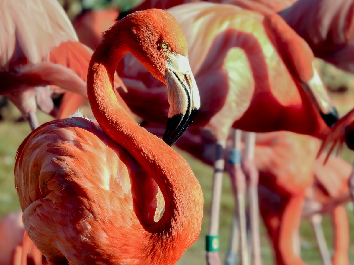 A group of pink flamingos standing together, with one prominently in the foreground displaying its vibrant plumage and curved neck.