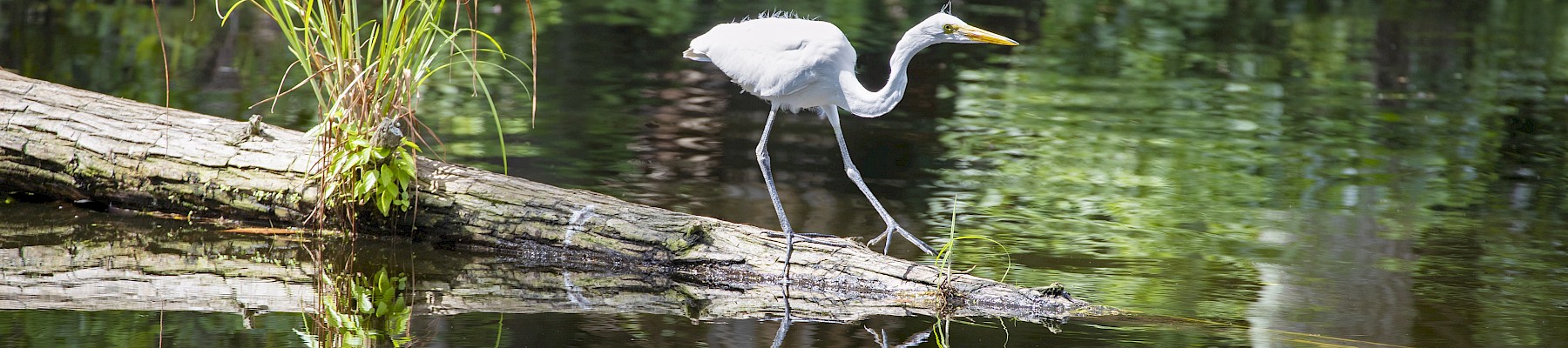 A heron is walking on a log over the water, with its reflection visible and surrounded by lush greenery in the background.