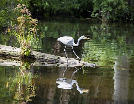 A heron is walking on a log over the water, with its reflection visible and surrounded by lush greenery in the background.